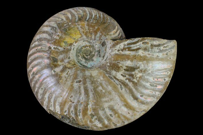 Silver Iridescent Ammonite (Cleoniceras) Fossil - Madagascar #159370